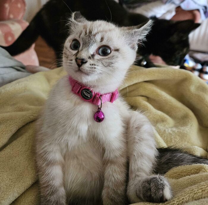 Cute cat with airplane ears wearing a pink collar with a bell, sitting on a soft yellow blanket indoors.