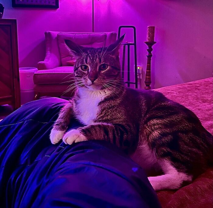 Tabby cat with airplane ears resting on a person's legs in a cozy dimly lit room with purple lighting.
