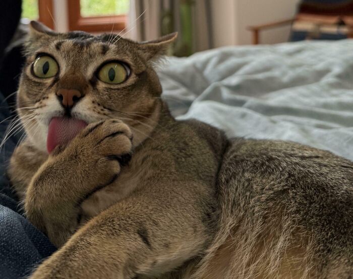 Tabby cat with airplane ears licking its paw while resting on a bed in a cozy indoor setting.