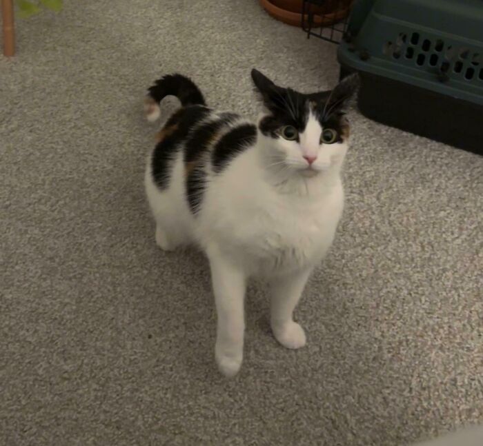 Calico cat standing on carpet with ears tilted outward showing airplane ears in a cozy indoor setting.