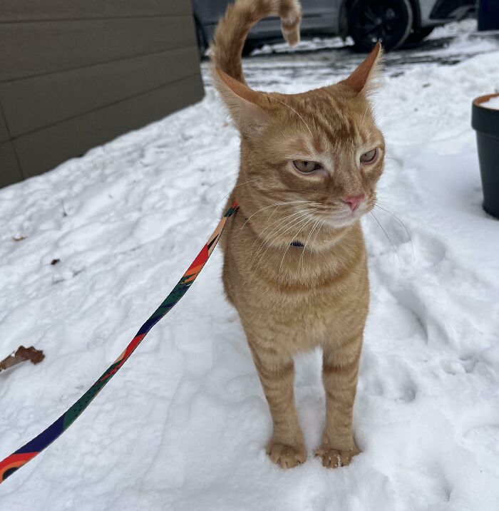Orange tabby cat standing in snow with ears pointed outward resembling airplane ears on a colorful leash outdoors.