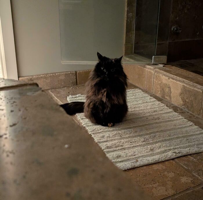 Fluffy black cat with airplane ears sitting on a bathroom rug near a shower with tiled walls and floor.