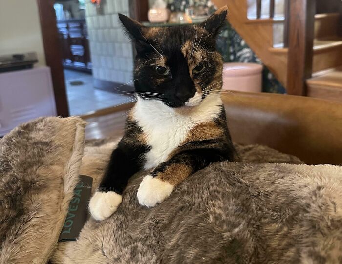 Calico cat with airplane ears resting on a soft furry blanket in a cozy living room setting.