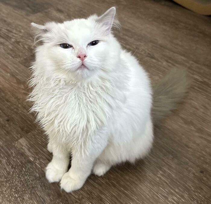 White fluffy cat sitting on wooden floor showing off airplane ears with a calm and curious expression.