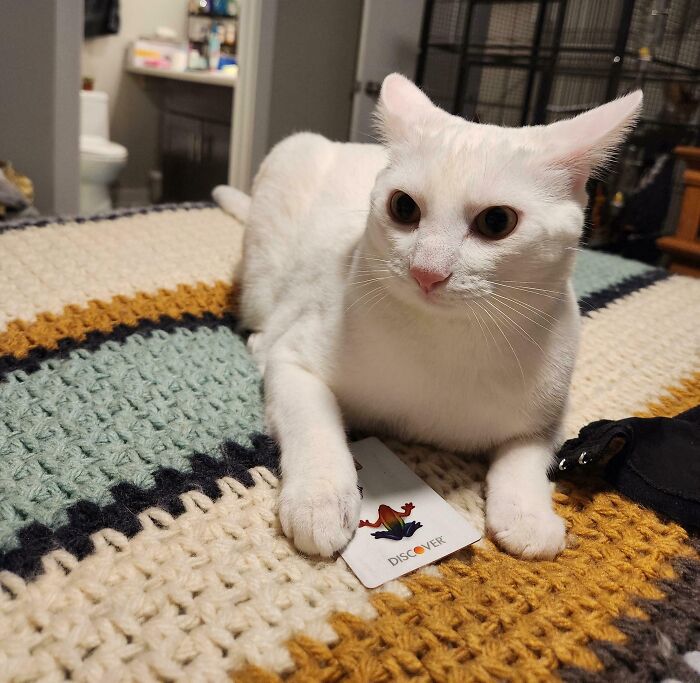White cat with airplane ears lying on a crocheted blanket, holding a Discover card under its paw indoors.
