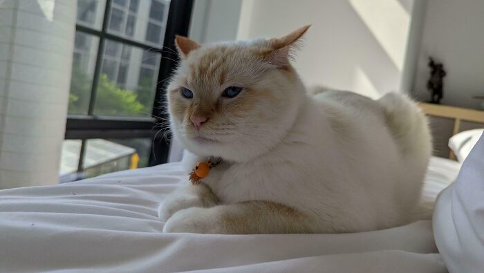 A cream-colored cat with airplane ears resting on a white bed near a sunlit window in a cozy room.
