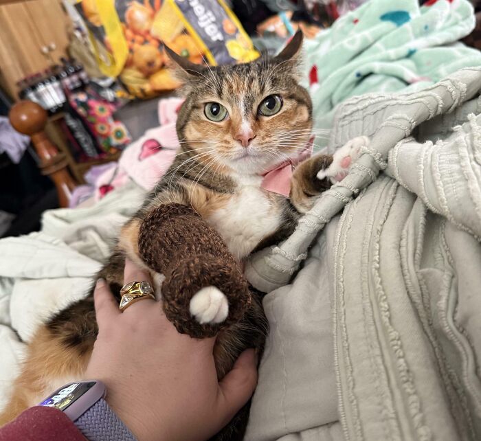 Calico cat with airplane ears lying on a bed, wearing a pink collar and resting near a hand with a ring and watch.