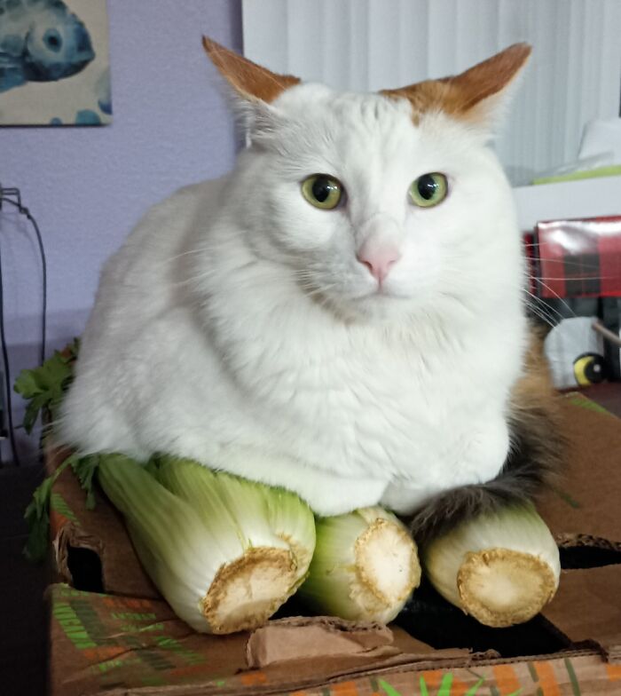 White cat with airplane ears sitting on a cardboard box filled with celery stalks in a home setting.
