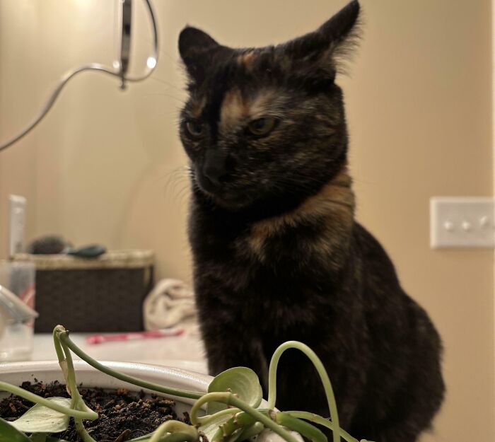 Tortoiseshell cat indoors showing off airplane ears while sitting near a plant on a table in a home setting.