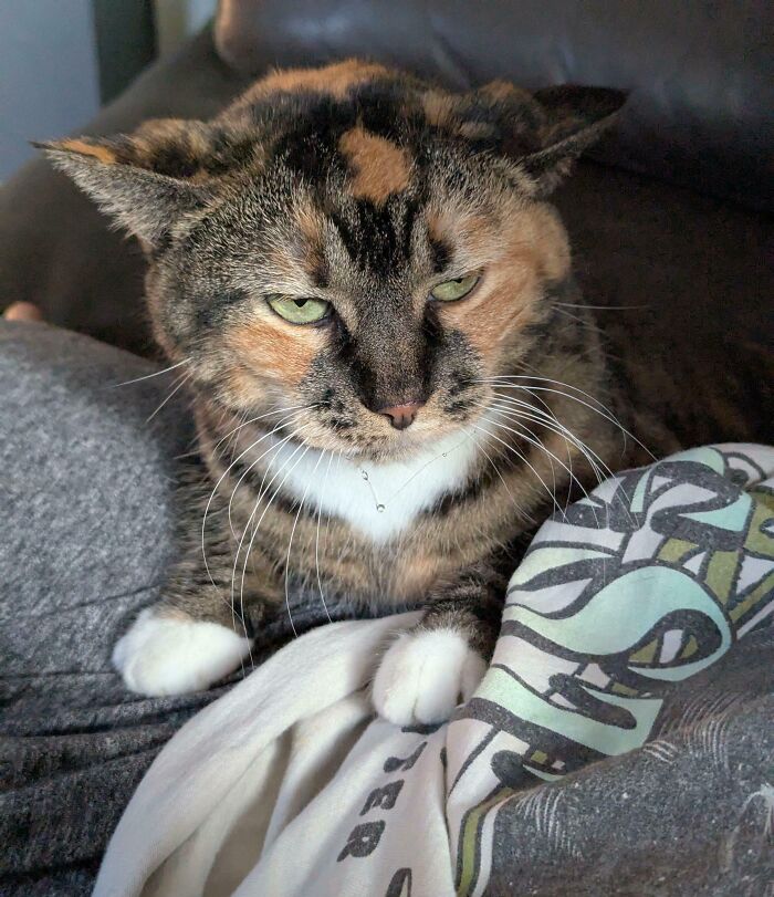 Close-up of a cat with adorable airplane ears, resting on a lap with patterned blankets and gray clothing.