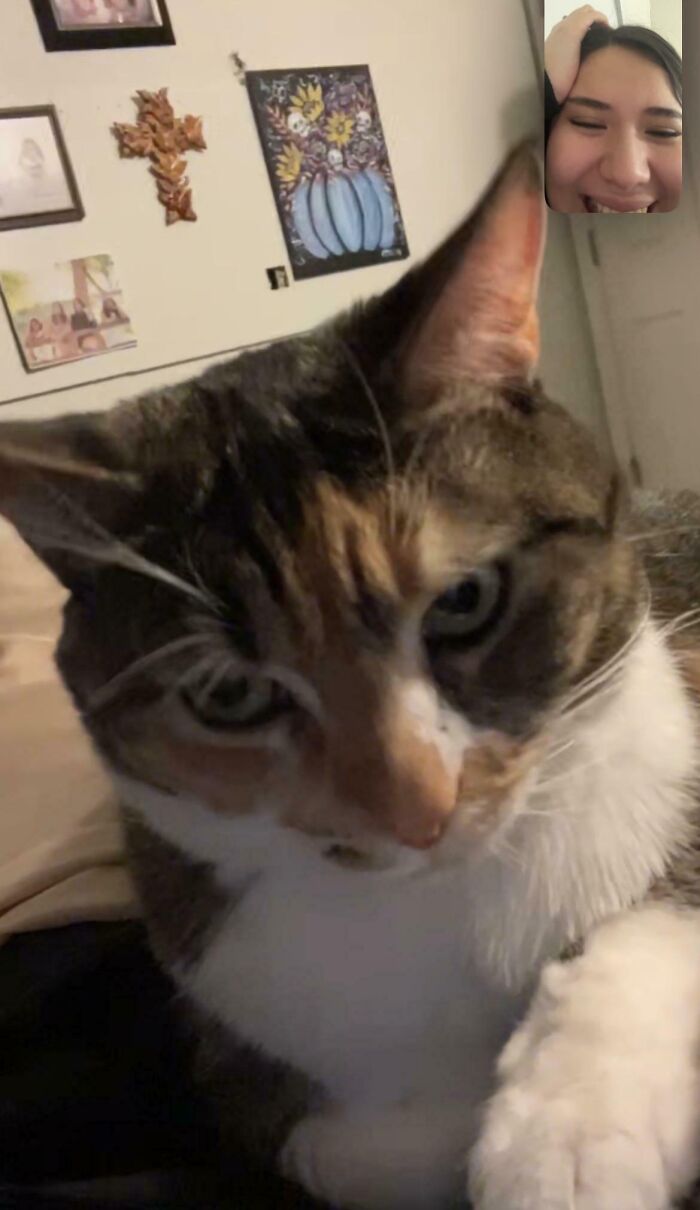 Close-up of a cat showing off its airplane ears during a video call with a smiling person in the corner of the screen.