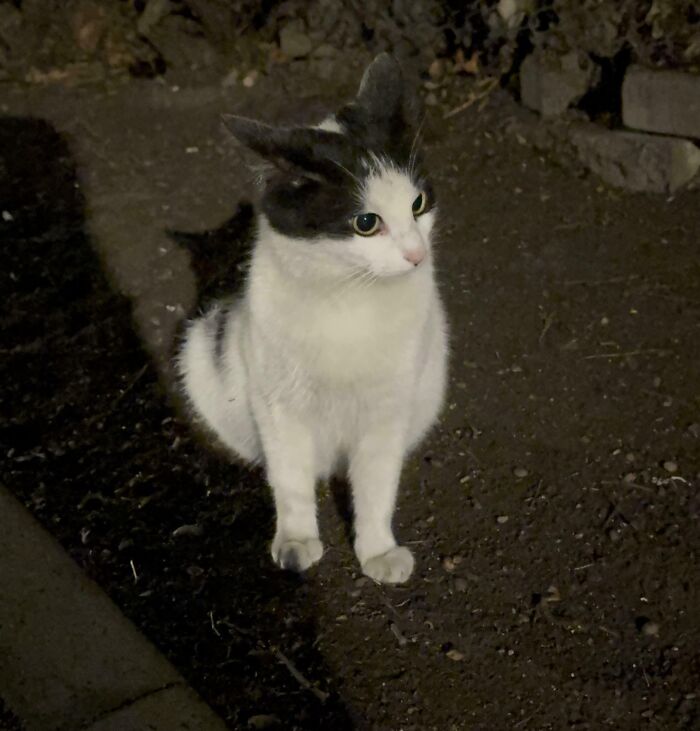 Black and white cat outside at night showing adorable airplane ears while sitting on soil near a stone border.