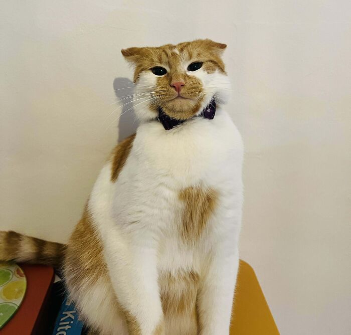 Orange and white cat with airplane ears wearing a black collar, sitting against a plain beige wall background.