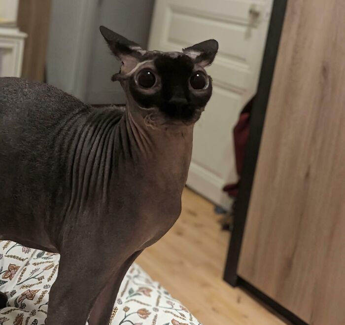 Hairless cat with large eyes and airplane ears standing on a patterned blanket in a bedroom setting.