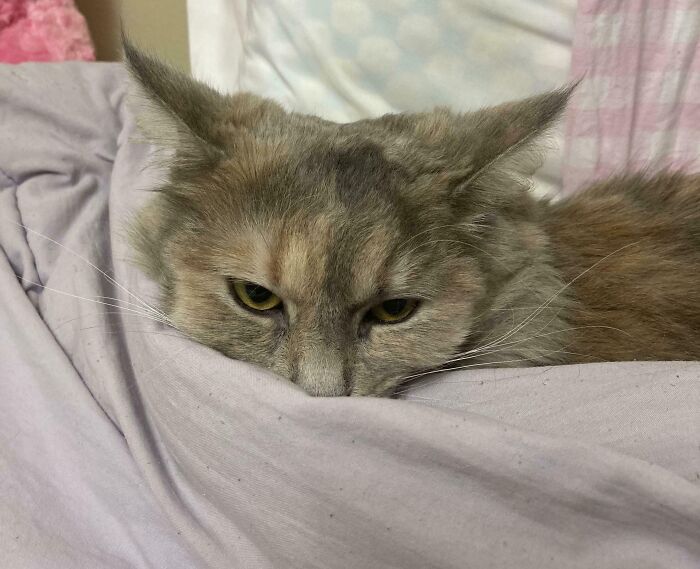 Cat resting on a soft blanket showing off its adorable airplane ears with a calm and relaxed expression.