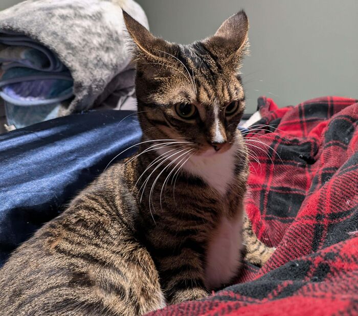 Tabby cat with distinctive airplane ears sitting on a bed with red and black plaid blanket in soft natural light.