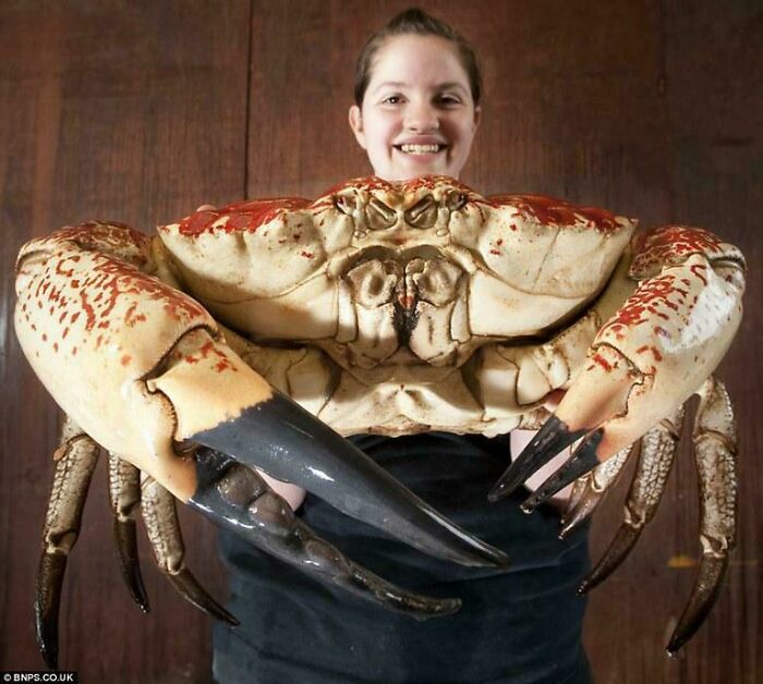 Person smiling and holding an enormous crab showcasing incredible ocean creatures in close-up detail.