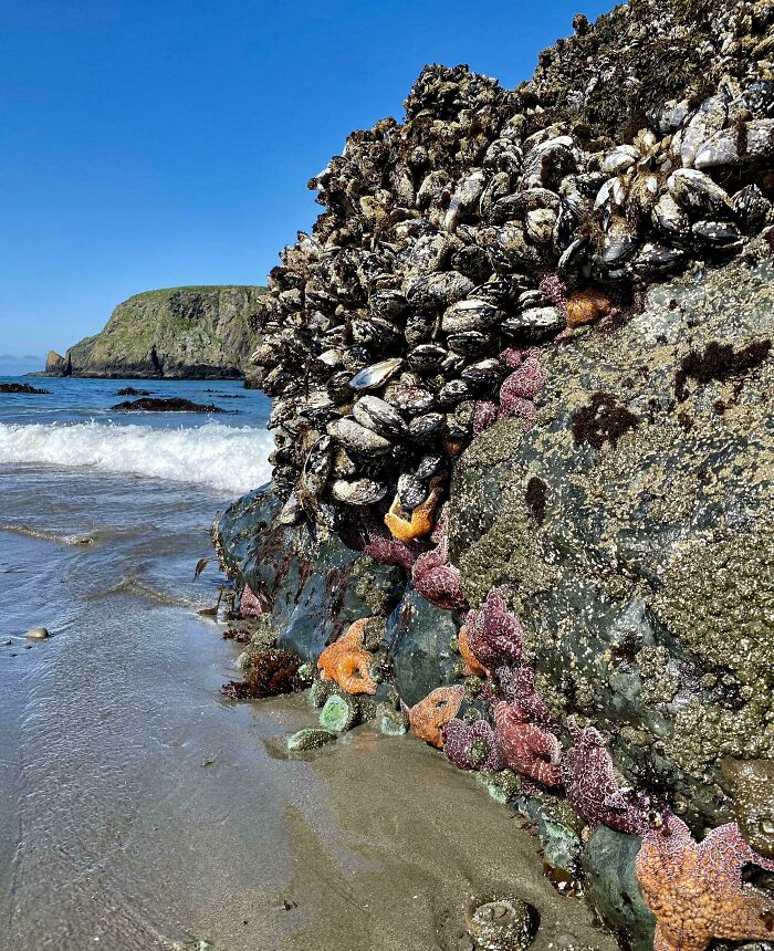 Rock covered with mussels and colorful starfish on ocean shore under clear blue sky and distant cliffs at low tide.