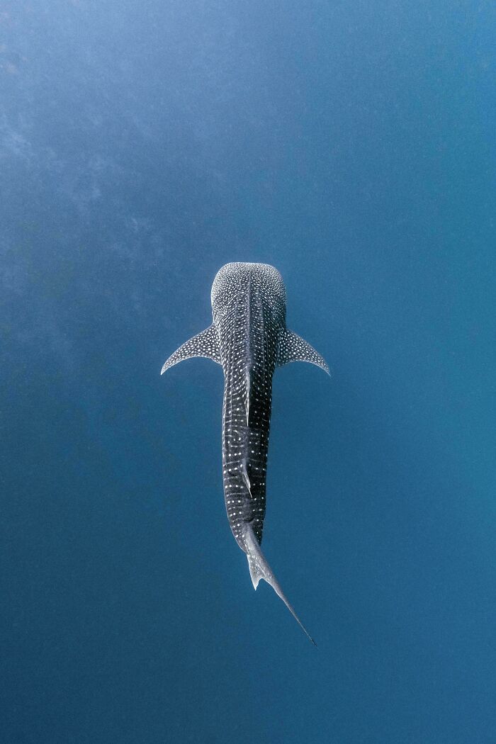 Whale shark swimming in deep blue ocean water showcasing incredible ocean creatures and marine life.