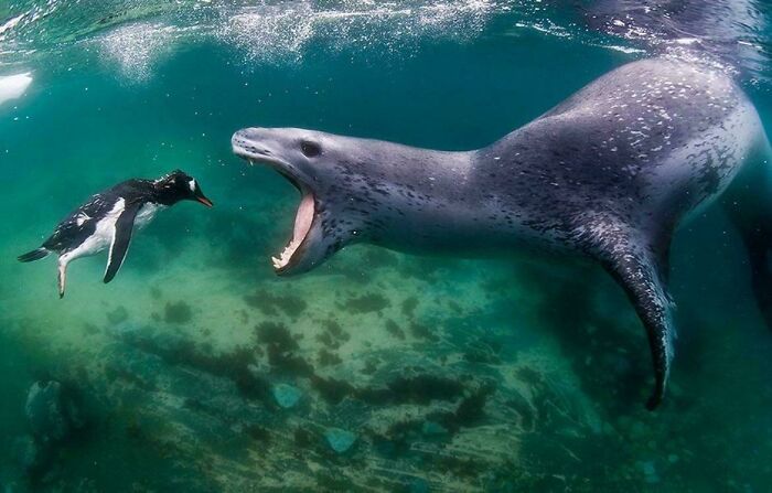 A seal underwater with its mouth open facing a penguin swimming nearby, showcasing incredible ocean creatures.