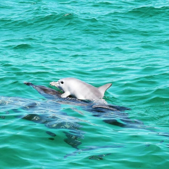 Baby dolphin riding on the back of an adult dolphin in clear turquoise ocean water, showcasing incredible ocean creatures.