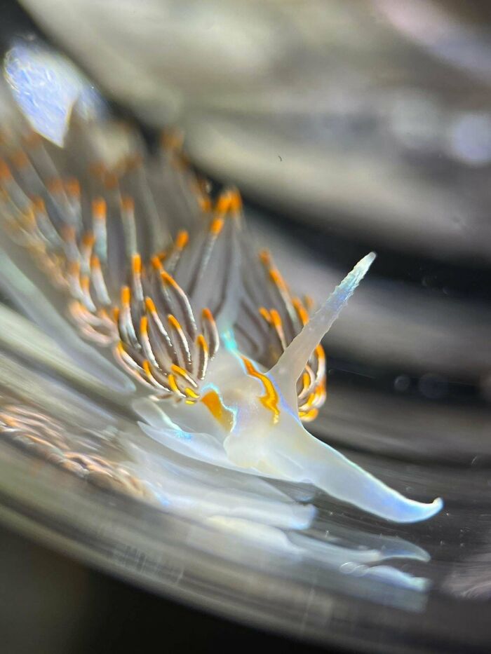 Close-up of an incredible ocean creature with translucent body and orange-striped appendages on a blurred background.