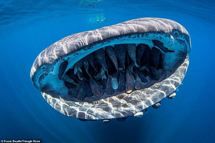 Massive whale shark with open mouth revealing filter pads swimming in clear blue ocean water, incredible ocean creatures pic