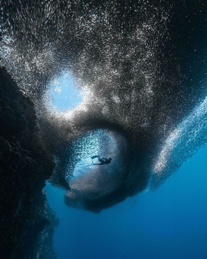 Underwater diver surrounded by swirling ocean creatures creating a dynamic, mesmerizing aquatic scene.
