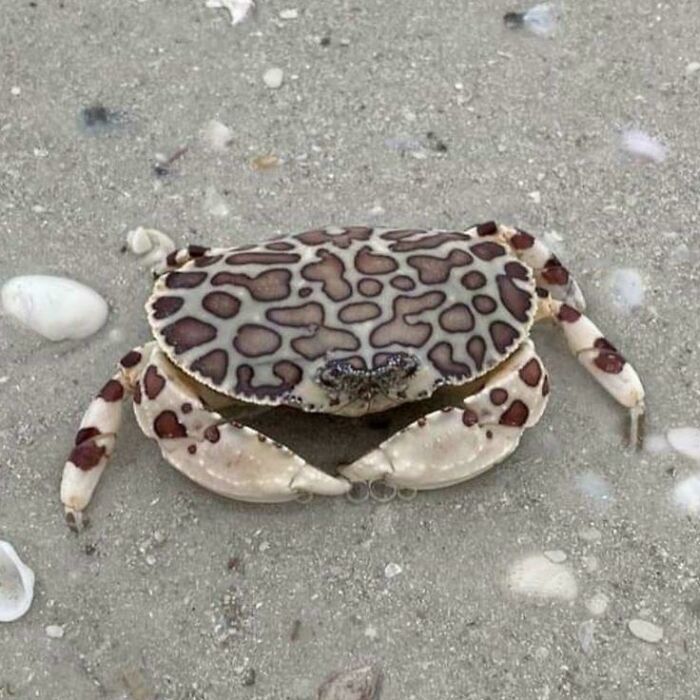 Spotted crab with unique patterned shell on sandy ocean floor among small shells and pebbles, showcasing ocean creatures.