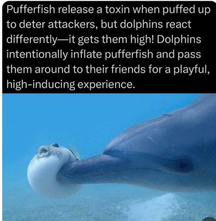 Dolphin inflating a pufferfish underwater, showcasing incredible oceans creatures in a playful interaction.