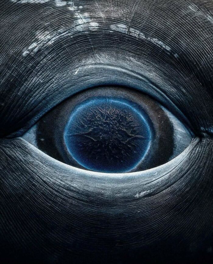 Close-up of an incredible ocean creature's eye showing detailed textures and a glowing blue ring around the pupil.