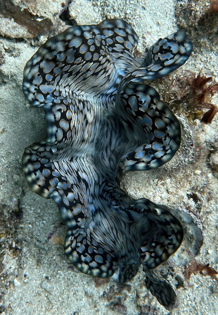 Close-up of an incredible ocean creature with intricate black and blue patterns resting on sandy ocean floor.