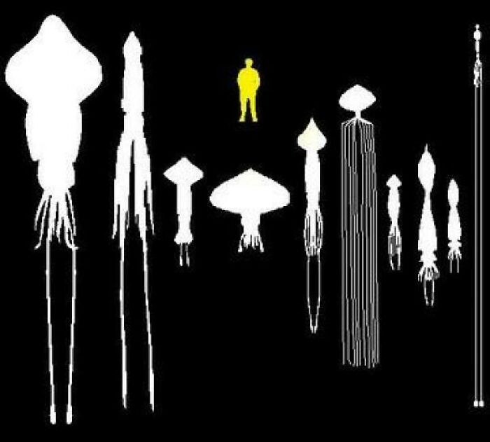 Silhouettes of incredible ocean creatures compared in size with a human figure on a black background.