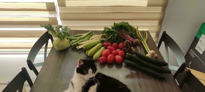 A variety of fresh groceries including tomatoes, cucumbers, and greens displayed on a table with a black and white cat nearby.
