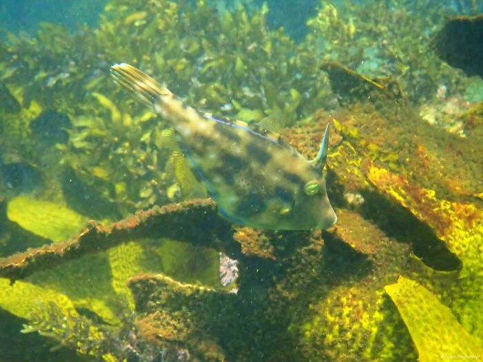 Rare ocean creature with unique horn swimming near vibrant coral in incredible oceans creatures pics collection.