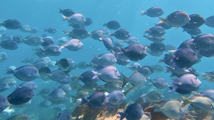 A large school of incredible ocean creatures swimming underwater in clear blue ocean waters.