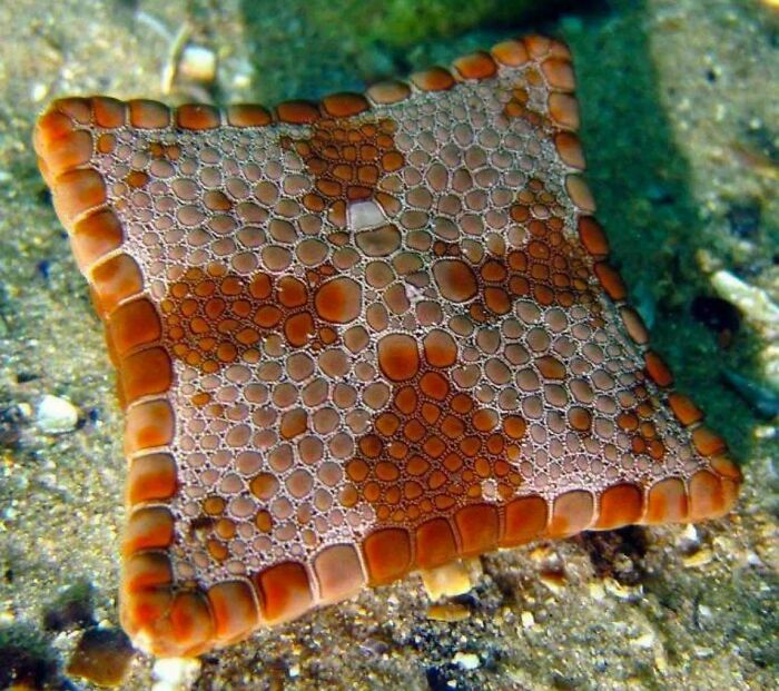Close-up of a vibrant, patterned starfish underwater showcasing incredible ocean creatures with unique textures and colors.