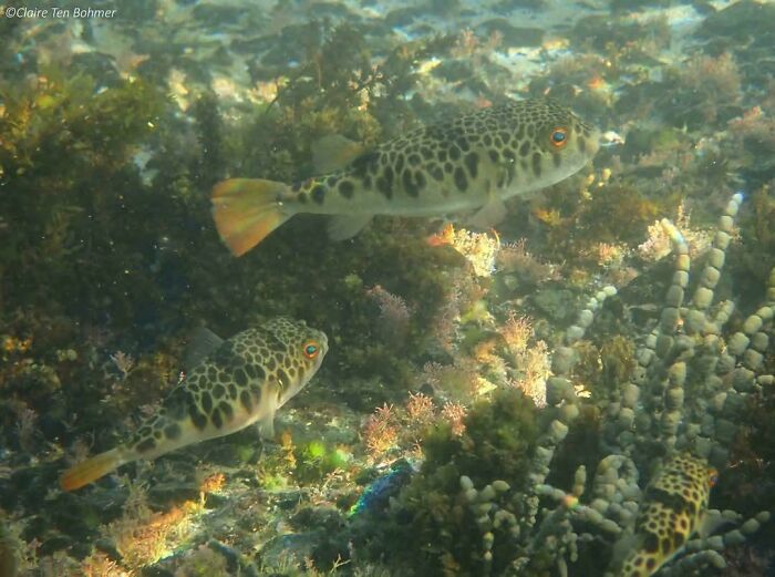Two spotted ocean creatures swimming among coral and marine plants in an underwater environment.