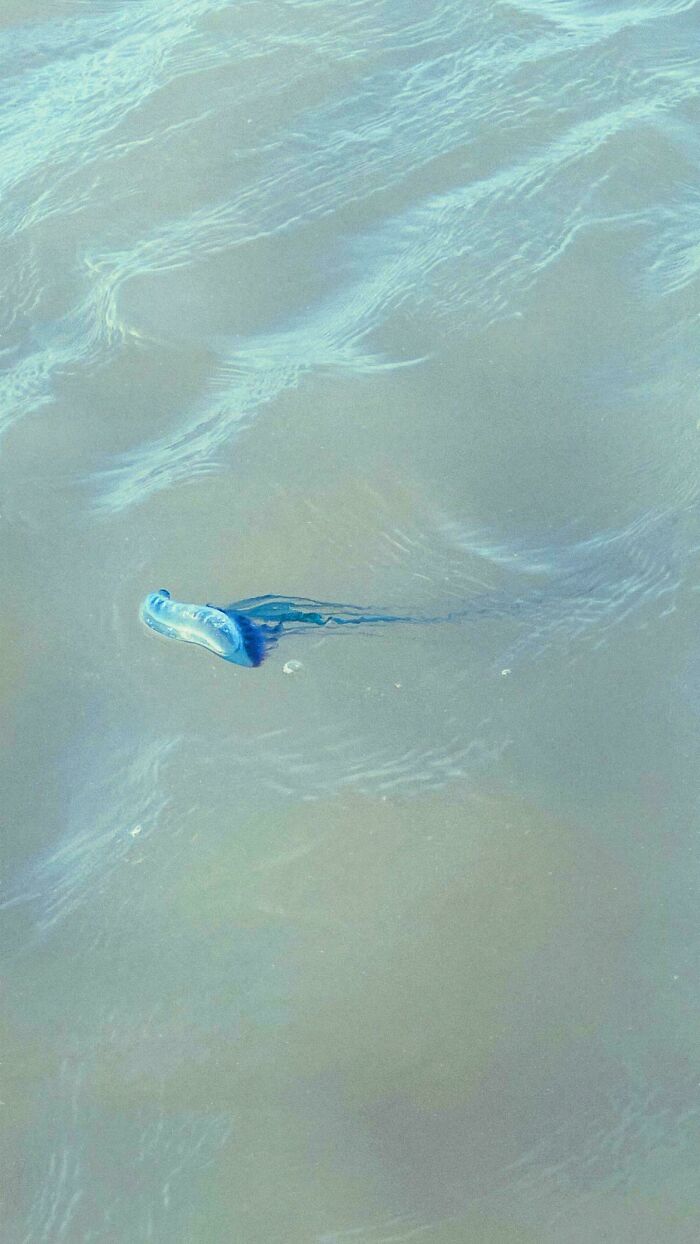 Blue ocean creature floating near the surface of clear water, showcasing unique marine life in its natural habitat.