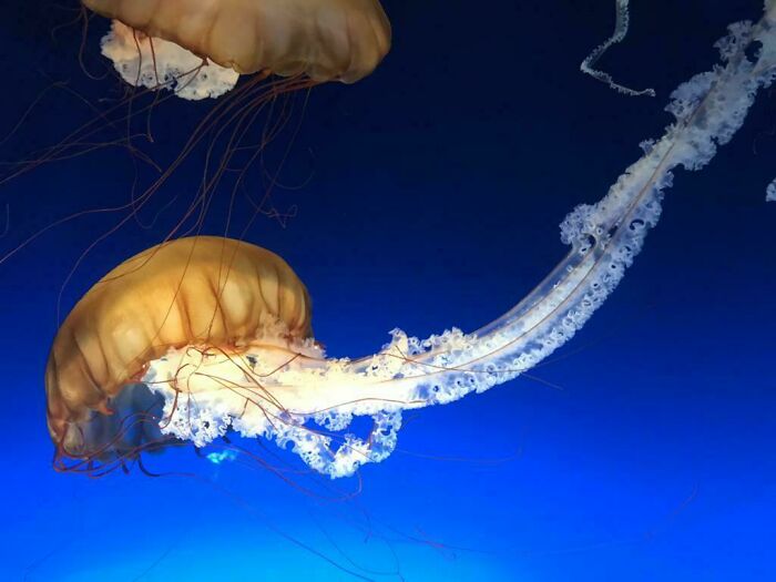 Two orange jellyfish with long trailing tentacles swimming in deep blue ocean, showcasing incredible ocean creatures.