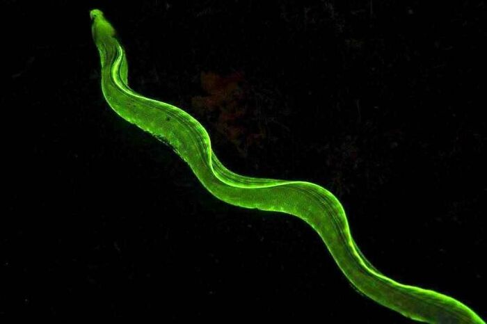 Bright green glowing ocean creature with elongated body swimming against a dark underwater background.
