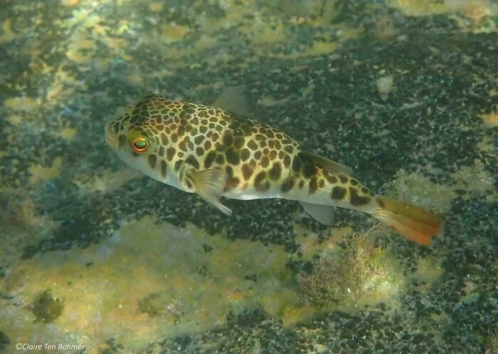 Spotted ocean creature with vibrant colors swimming close to the rocky seabed in a natural underwater habitat.