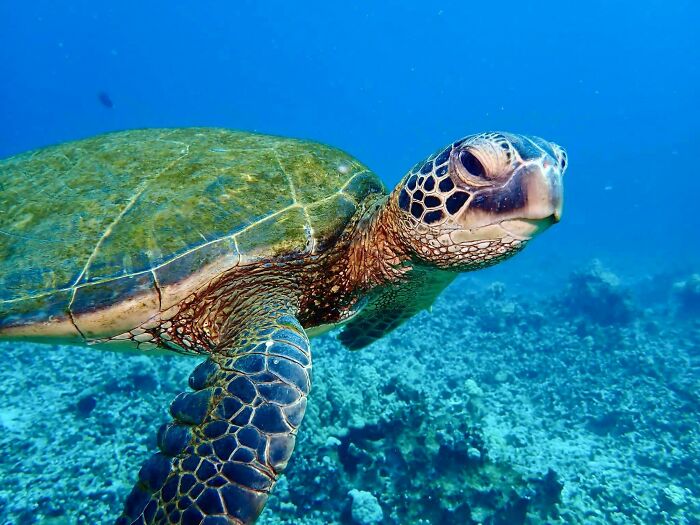 Green sea turtle swimming underwater over a coral reef, showcasing incredible ocean creatures in their natural habitat.