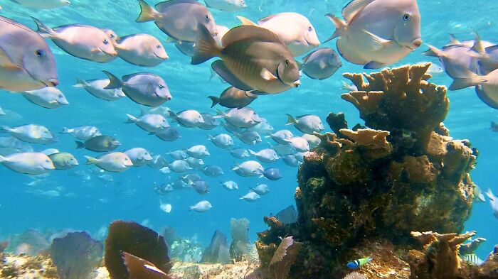 School of colorful ocean creatures swimming near coral reef in clear blue water under the sea.