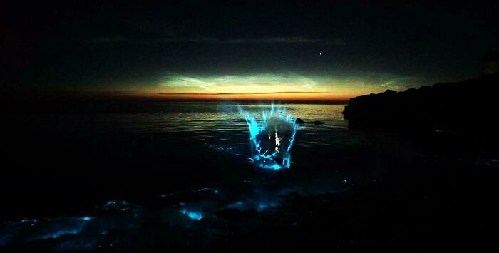 Bioluminescent ocean creatures glowing in dark waters at sunset, showcasing incredible ocean creatures in their natural habitat.