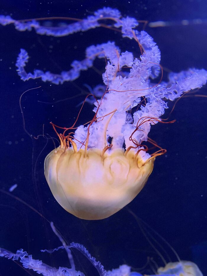 Jellyfish with translucent bell and long, flowing tentacles glowing in deep blue water, showcasing ocean creatures.
