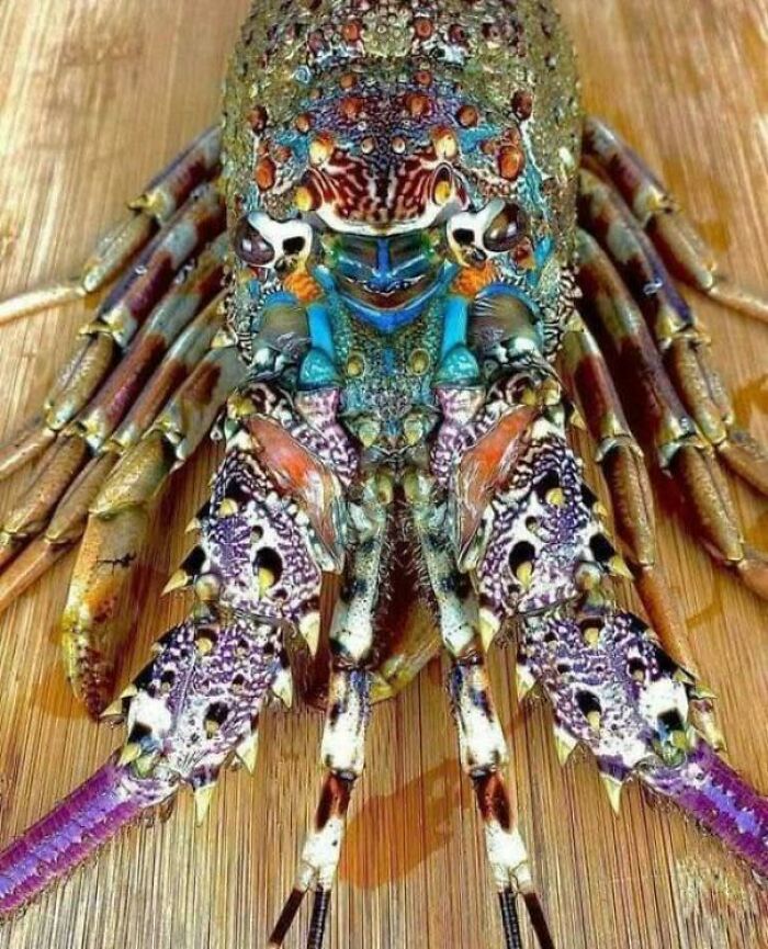 Colorful ocean creature with detailed patterned shell and claws resting on a wooden surface in incredible oceans creatures pics.
