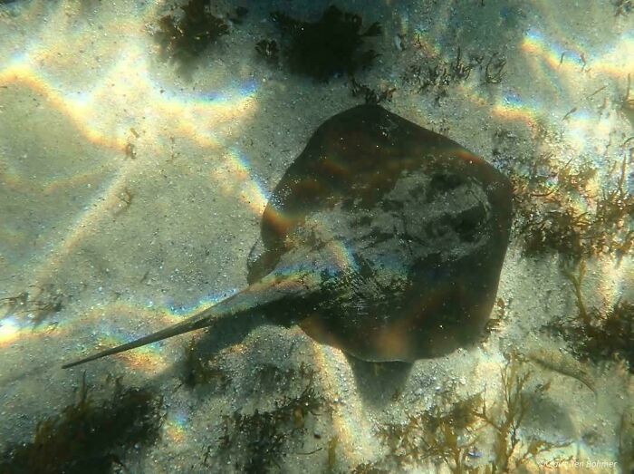 Stingray gliding over sandy ocean floor with light reflections showcasing incredible ocean creatures pics.