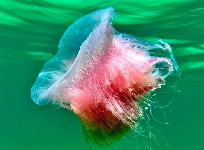 Colorful jellyfish floating underwater, showcasing incredible ocean creatures in their natural habitat.