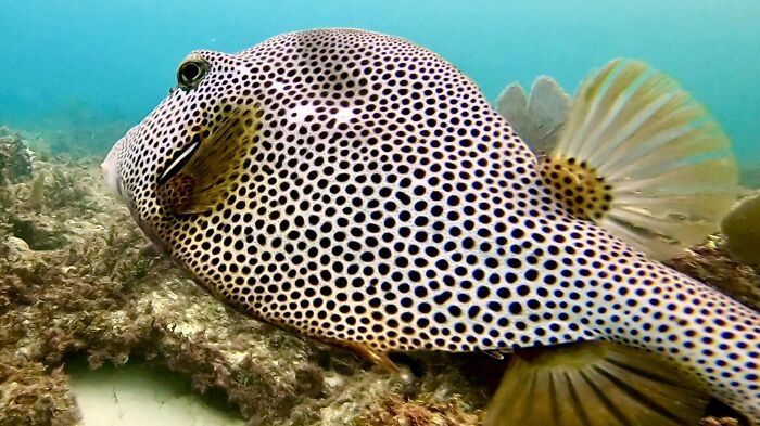 Spotted ocean fish resting on coral reef underwater showcasing incredible oceans creatures pics in natural habitat.